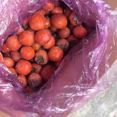 2018临猗柿子今年价格有看点