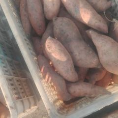 河北省红薯生产基地龙署九