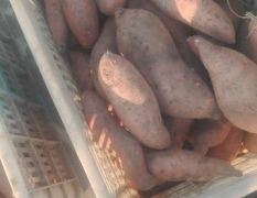 河北省红薯生产基地龙署九