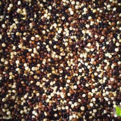 高原优质藜麦——新鲜上市
