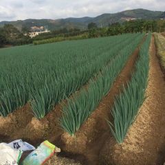 漳浦县万亩大葱种植基地，优质铁杆大葱