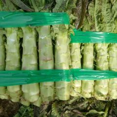 沂南县大棚莴苣已大量上市了
