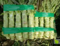 沂南县大棚莴苣已大量上市了
