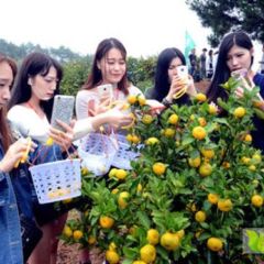 江西南丰蜜橘，欢迎订购