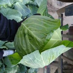 我是湖北省咸宁市嘉鱼县牌洲镇的农民