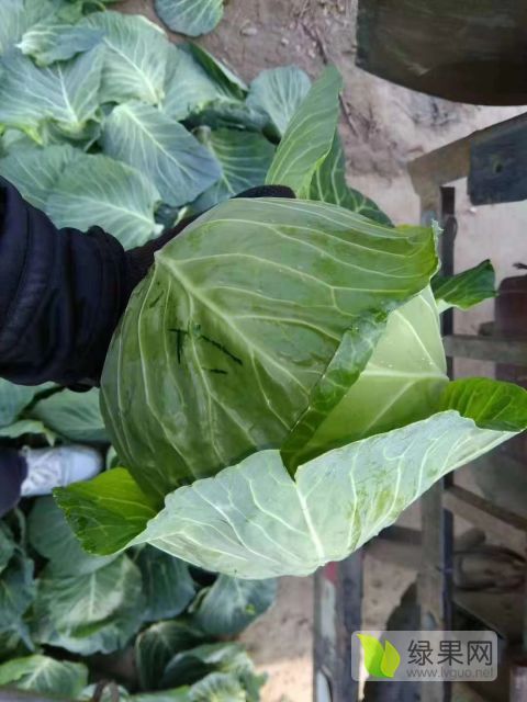 2018年湖北嘉鱼包菜价格