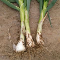隆尧自产鸡腿葱大量出售