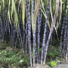广西产地优质黑皮甘蔗食用水果甘蔗