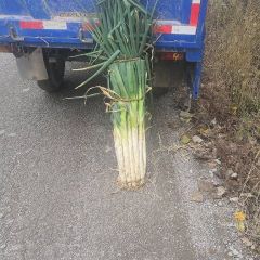 昌邑长白大葱大量供应中！