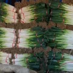 《新野县照军农作物种植专业合作社》