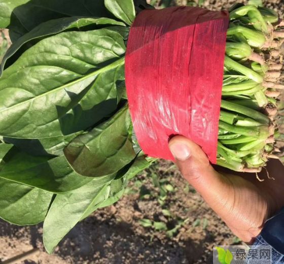 2018年山东成武小叶菠菜价格
