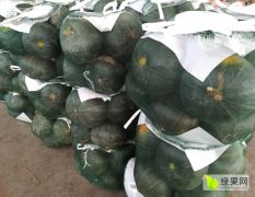 青州大量到货新西兰品种，新疆种植板栗南瓜