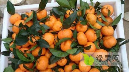 南丰蜜橘桔子代办代理采购，常年带车，欢迎咨询