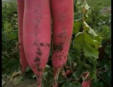 优质大红袍萝卜长期供应专业蔬菜种植基地