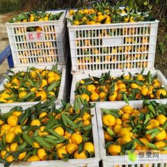 精品正宗广西桂林南丰蜜桔小橘子甜橘子新鲜水果
