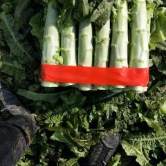大量供应精品红莴苣质量一流
