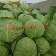 中甘21甘蓝，物美价廉，