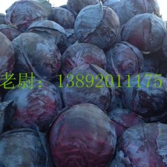 紫甘蓝质量没的说