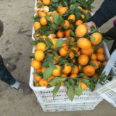 邳州市场专业代销，叶橘，南丰蜜桔，脐橙