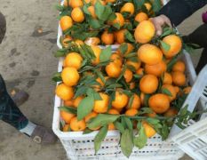 邳州市场专业代销，叶橘，南丰蜜桔，脐橙