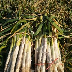 万荣大葱历史悠久，大量供应中。