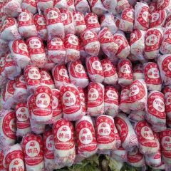 河南扶沟娃娃菜大量上市，价格低滞销！