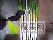 优质大葱诚信交易