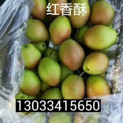 运城市临猗县和万荣县冷库框装红香酥梨大量供应