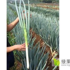 平度张戈庄铁杆大葱物美价廉