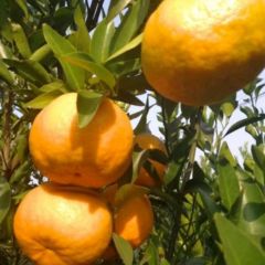 椪柑大量产地直销诚信合作共赢