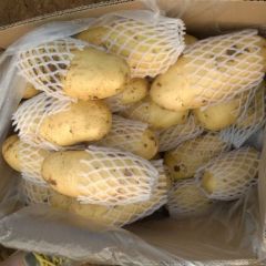 肥城大量库存优质荷兰土豆