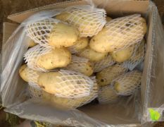 肥城大量库存优质荷兰土豆