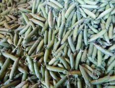 金江镇供应优质豌豆