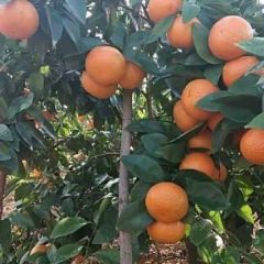 广西沃柑开始定园，价格美丽