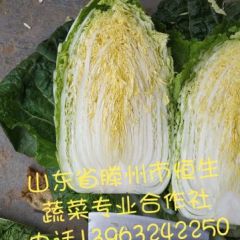黄心大白菜，山东滕州黄心大白菜代收代办价格