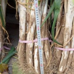 我们的大葱白脖长色泽好。