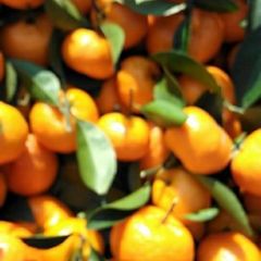 代收江西南丰桔