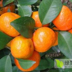 云浮沙糖桔诚邀各地果商前来采购