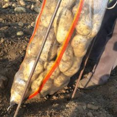 荷兰十五，226土豆，荷兰十四