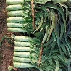 夏邑莴苣大量上市
