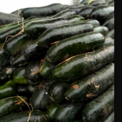 海南白皮冬瓜，及黑鲨黑皮冬瓜