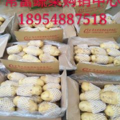 大量供应精品冷库土豆
