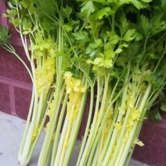 潍坊市峡山区荆阳社区芹菜大量上市了