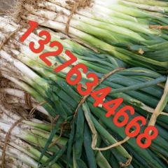 莱芜市长白大葱主产地 欢迎老板骚扰