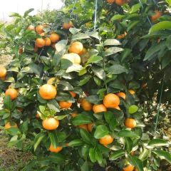 最好的产地更好的品种独石沙糖桔