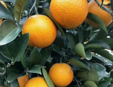 “麻阳冰糖橙”橙中之王 橙香味浓 支持一件代发