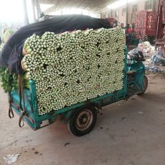 本地温棚西芹大量供应黄杆绿叶