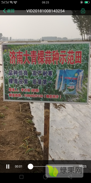 2018年山东商河杂交蒜价格