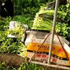 盘山县铁杆芹菜大量供应批发