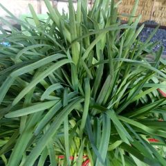 甘肃赵轩冬韭王韭菜